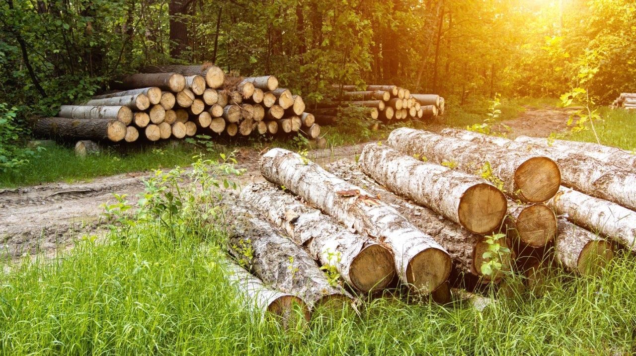 EUTR And UKTR Key To Sustainable Forestry Legal Compliance